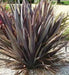 PURPLE NEW ZEALAND FLAX SEEDS - ORNAMENTAL FOLIAGE, PERENNIAL - Caribbean garden seed