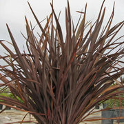 PURPLE NEW ZEALAND FLAX SEEDS - ORNAMENTAL FOLIAGE, PERENNIAL - Caribbean garden seed