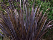 PURPLE NEW ZEALAND FLAX SEEDS - ORNAMENTAL FOLIAGE, PERENNIAL - Caribbean garden seed