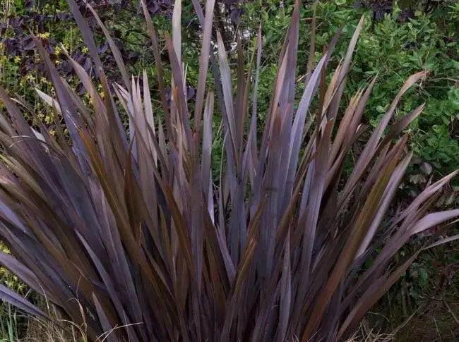PURPLE NEW ZEALAND FLAX SEEDS - ORNAMENTAL FOLIAGE, PERENNIAL - Caribbean garden seed
