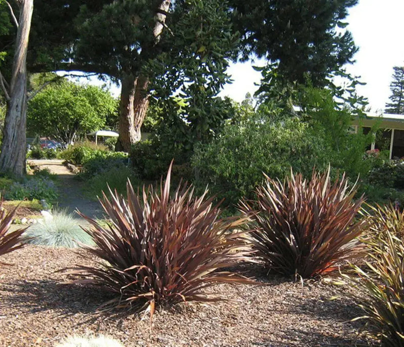 PURPLE NEW ZEALAND FLAX SEEDS - ORNAMENTAL FOLIAGE, PERENNIAL - Caribbean garden seed