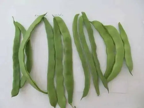 QING BIAN, Romano Pole Bean Seeds - Caribbean garden seed