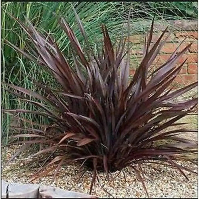 PURPLE NEW ZEALAND FLAX SEEDS - ORNAMENTAL FOLIAGE, PERENNIAL - Caribbean garden seed
