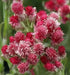 Pussytoes Flowers Seed ,(Red Wonder) PERENNIAL Groundcover - Caribbean garden seed