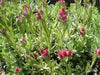 Pussytoes Flowers Seed ,(Red Wonder) PERENNIAL Groundcover - Caribbean garden seed