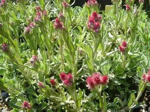Pussytoes Flowers Seed ,(Red Wonder) PERENNIAL Groundcover - Caribbean garden seed