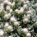 PUSSYTOES Flowers Seed, (WHITE) PERENNIAL GROUNDCOVER - Caribbean garden seed
