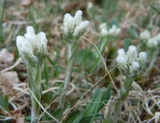 PUSSYTOES Flowers Seed, (WHITE) PERENNIAL GROUNDCOVER - Caribbean garden seed