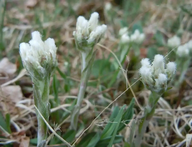 PUSSYTOES Flowers Seed, (WHITE) PERENNIAL GROUNDCOVER - Caribbean garden seed