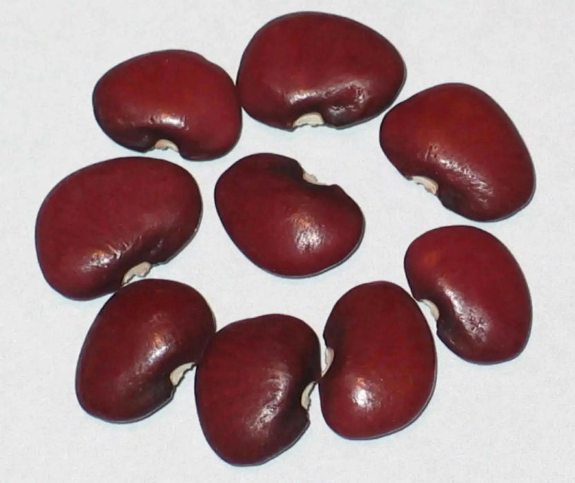 Purple Lima Bean,10 SEEDS ( POLE BEAN) Heirloom, Non Gmo Untreated - Caribbean garden seed