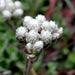 PUSSYTOES Flowers Seed, (WHITE) PERENNIAL GROUNDCOVER - Caribbean garden seed