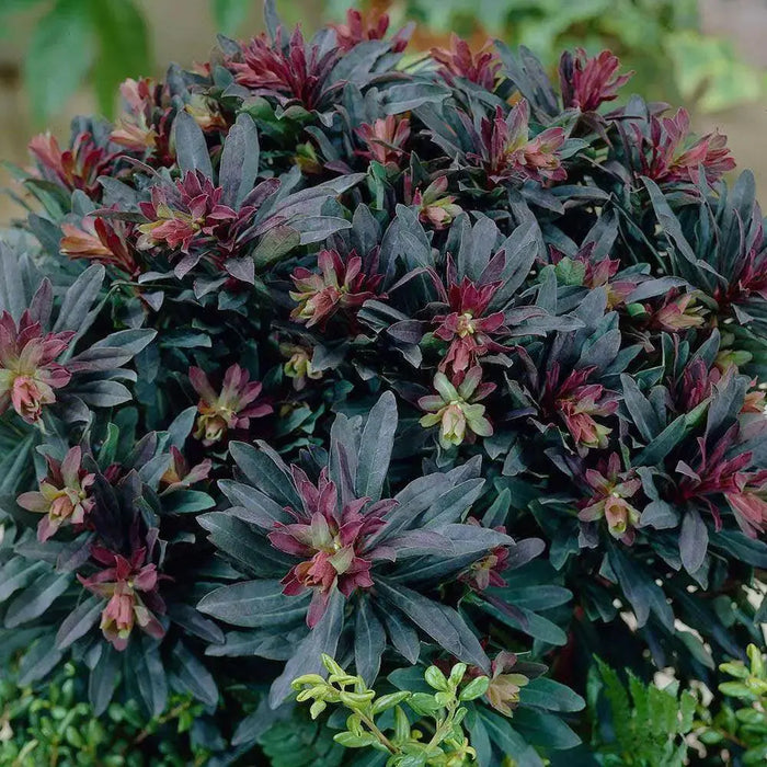 Purple wood spurge SEEDS, Perennial groundcover Flowers - Caribbean garden seed