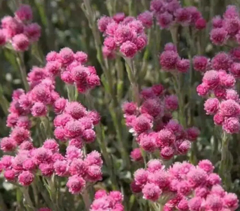 Pussytoes Flowers Seed , (PINK) PERENNIAL GROUNDCOVER - Caribbean garden seed