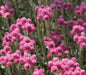 Pussytoes Flowers Seed , (PINK) PERENNIAL GROUNDCOVER - Caribbean garden seed