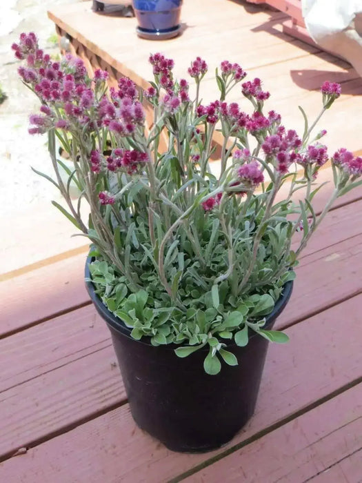 Pussytoes Flowers Seed , (PINK) PERENNIAL GROUNDCOVER - Caribbean garden seed