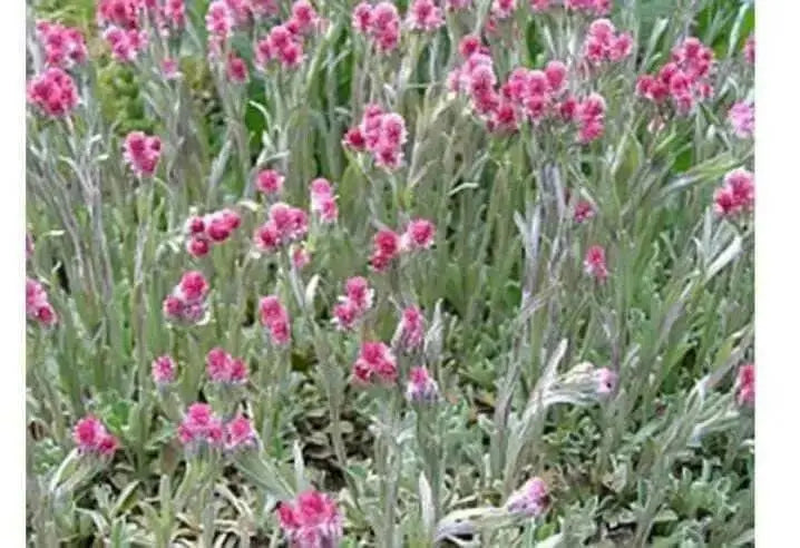 Pussytoes Flowers Seed , (PINK) PERENNIAL GROUNDCOVER - Caribbean garden seed