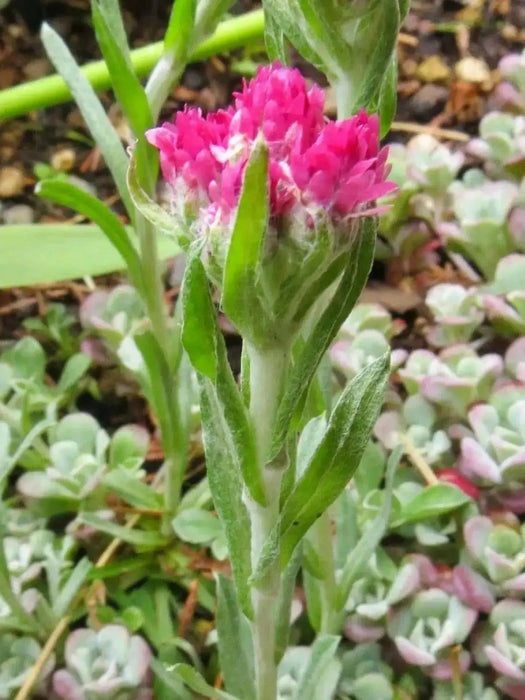 Pussytoes Flowers Seed , (PINK) PERENNIAL GROUNDCOVER - Caribbean garden seed