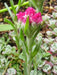 Pussytoes Flowers Seed , (PINK) PERENNIAL GROUNDCOVER - Caribbean garden seed