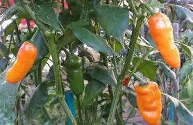QUEEN LAURIE ,Pepper Seed (Capsicum bacattum), MILD - Caribbean garden seed
