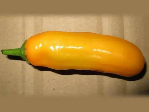 QUEEN LAURIE ,Pepper Seed (Capsicum bacattum), MILD - Caribbean garden seed