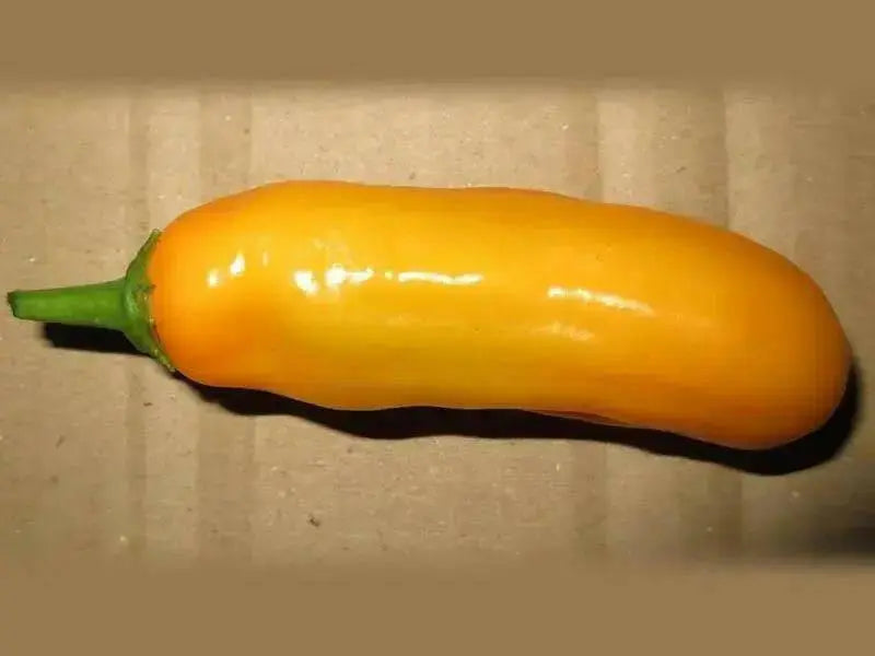 QUEEN LAURIE ,Pepper Seed (Capsicum bacattum), MILD - Caribbean garden seed