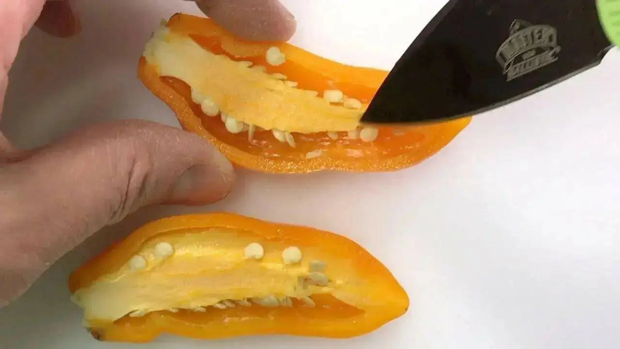 QUEEN LAURIE ,Pepper Seed (Capsicum bacattum), MILD - Caribbean garden seed