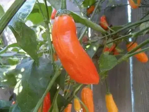 QUEEN LAURIE ,Pepper Seed (Capsicum bacattum), MILD - Caribbean garden seed