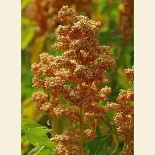 Quinoa Plant Seeds,Oro de Valle - Caribbean garden seed