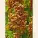 Quinoa Plant Seeds,Oro de Valle - Caribbean garden seed