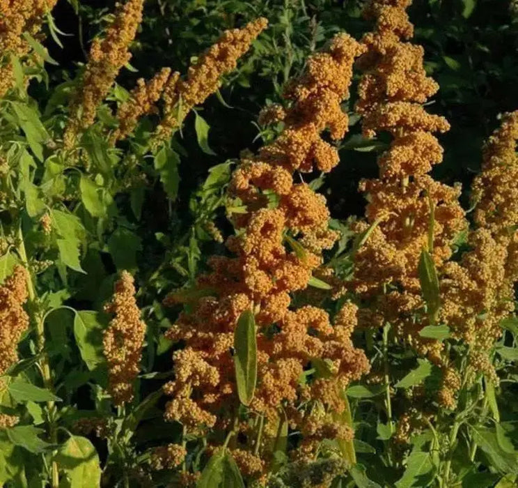 Quinoa Plant Seeds- 'French Vanilla-look like overloaded ice cream cones, NEW VARIETY ! - Caribbean garden seed