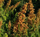 Quinoa Plant Seeds- 'French Vanilla-look like overloaded ice cream cones, NEW VARIETY ! - Caribbean garden seed