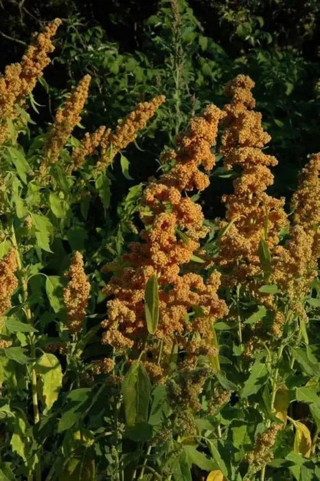 Quinoa Plant Seeds- 'French Vanilla-look like overloaded ice cream cones, NEW VARIETY ! - Caribbean garden seed