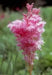 Queen of the Prairie Seeds - Filipendula rubra - Beautiful, US Native Wildflower - Caribbean garden seed