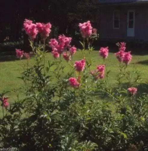 Queen of the Prairie Seeds - Filipendula rubra - Beautiful, US Native Wildflower - Caribbean garden seed