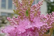 Queen of the Prairie Seeds - Filipendula rubra - Beautiful, US Native Wildflower - Caribbean garden seed