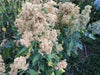 Quinoa Plant Seeds- 'Mint Vanilla- large heads ripen uniformly, NEW VARIETY ! - Caribbean garden seed