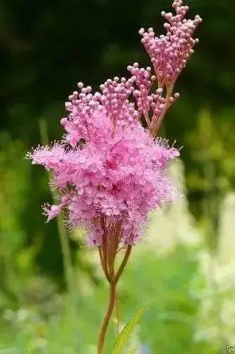 Queen of the Prairie Seeds - Filipendula rubra - Beautiful, US Native Wildflower - Caribbean garden seed