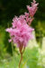 Queen of the Prairie Seeds - Filipendula rubra - Beautiful, US Native Wildflower - Caribbean garden seed