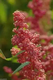 Quinoa Plant Seeds- cherry vanilla -Beautiful strain with pink and cream heads ! - Caribbean garden seed