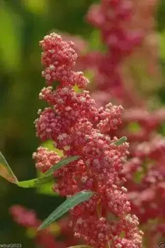 Quinoa Plant Seeds- cherry vanilla -Beautiful strain with pink and cream heads ! - Caribbean garden seed