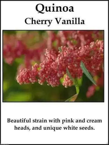 Quinoa Plant Seeds- cherry vanilla -Beautiful strain with pink and cream heads ! - Caribbean garden seed