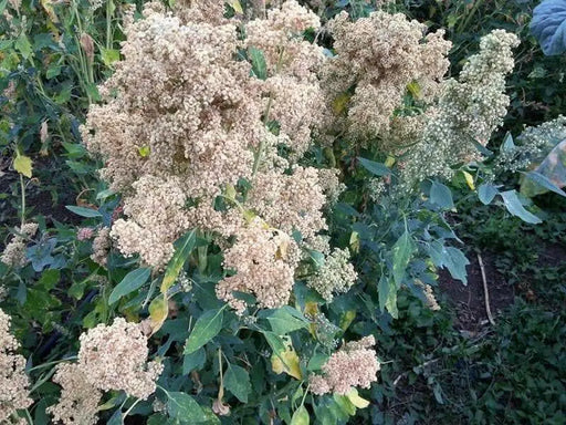 Quinoa Plant Seeds- 'Mint Vanilla-Certified Organic Seed! vegetable - Caribbean garden seed