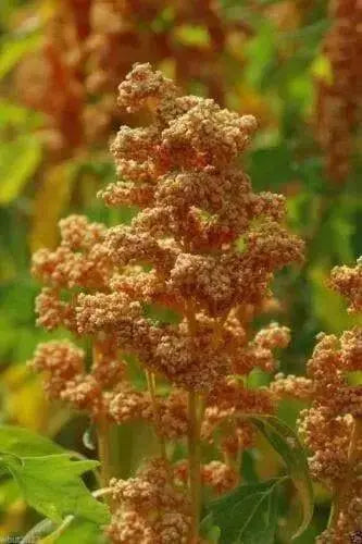 Quinoa Plant Seeds- Oro de Valle - Gold-headed strain - Chenopodium quinoa - Caribbean garden seed