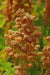 Quinoa Plant Seeds- Oro de Valle - Gold-headed strain - Chenopodium quinoa - Caribbean garden seed