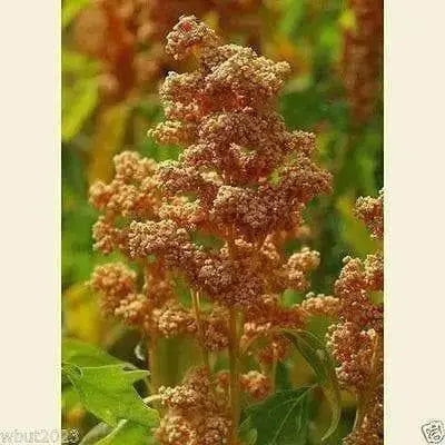 Quinoa Plant Seeds- Oro de Valle - Gold-headed strain - Chenopodium quinoa - Caribbean garden seed