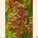 Quinoa Plant Seeds- Oro de Valle - Gold-headed strain - Chenopodium quinoa - Caribbean garden seed