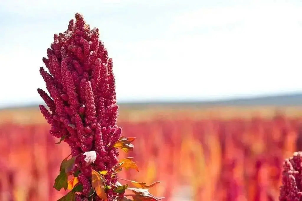 Quinoa Plant Seeds- Quinoa Plant Seeds- Red Head -bright pinkish red seed heads, white seeds. - Caribbean garden seed