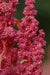 Quinoa Plant Seeds Cherry vanilla ,Beautiful strain with pink and cream - Caribbean garden seed