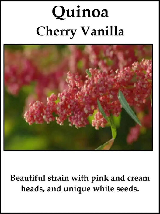 Quinoa Plant Seeds Cherry vanilla ,Beautiful strain with pink and cream - Caribbean garden seed