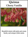 Quinoa Plant Seeds Cherry vanilla ,Beautiful strain with pink and cream - Caribbean garden seed